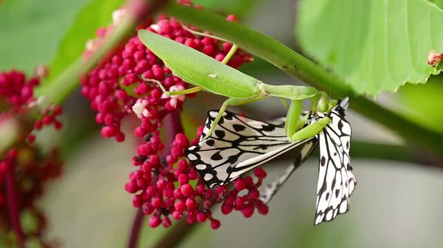 Praying mantis in slow motion, feeding on a black-and-white butterfly among red berries and green leaves, showing vivid predator-prey interaction in nature