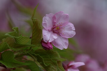 鮮やかなピンク色に咲く