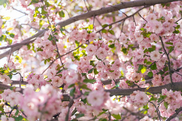 Obraz premium Tranquil spring morning with blooming cherry blossom branches and soft natural sunlight.