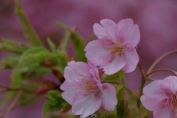 鮮やかなピンク色に咲く