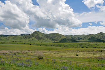 Obraz premium Scenic landscape of green grassy hills and a flowering meadow under a cloudy blue sky