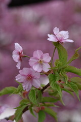 鮮やかなピンク色に咲く