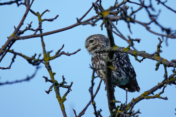 Obraz premium Steinkauz (Athene noctua)