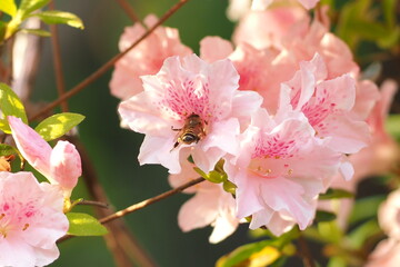Obraz premium 植物 花 夕方 風景 公園