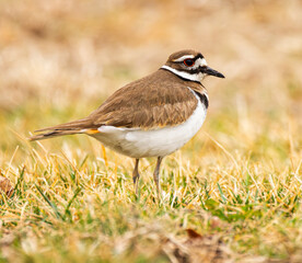 Fototapeta premium Killdeer (Charadrius vociferus) Closeup Resting in Green Grass