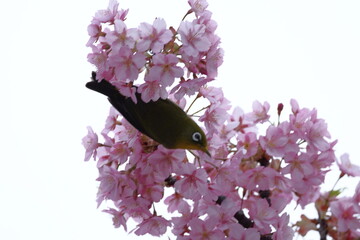 鮮やかなピンク色に咲く