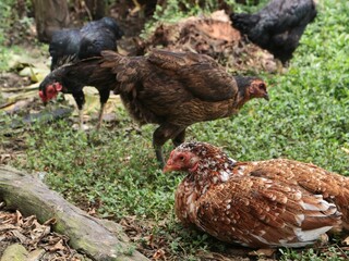 Free range chickens foraging in a rural garden backyard