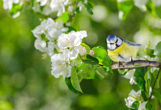 little bird perching on branch of blossom apple tree with white flowers. Blue tit. Parus caeruleus. Springtime