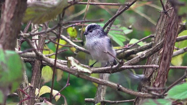 Long-tailed tit drying and preening itself perched in a bush, England