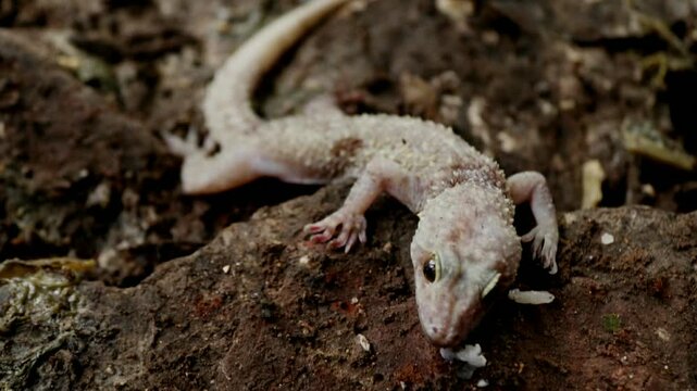 A gecko found dead after being caught in a trap. Close up view showing pest control methods commonly used in houses to catch small reptiles.