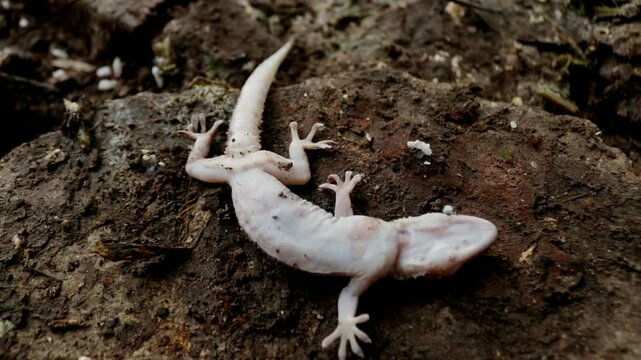 A gecko found dead after being caught in a trap. Close up view showing pest control methods commonly used in houses to catch small reptiles.