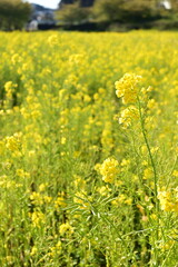 Obraz premium 春の日差しに輝く菜の花畑のクローズアップ Close‑up of blooming rapeseed flowers in a bright spring field