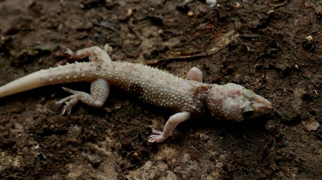A gecko found dead after being caught in a trap. Close up view showing pest control methods commonly used in houses to catch small reptiles.