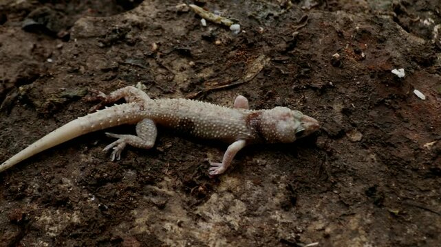 A gecko found dead after being caught in a trap. Close up view showing pest control methods commonly used in houses to catch small reptiles.