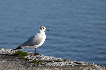 Fototapeta premium Oiseau lacustre, sur un rocher au bord du Lac de Neuchâtel