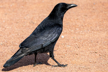 Photo de corbeau prise dans la ville de Neuchâtel  © Romain