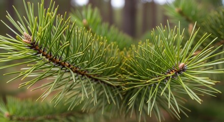 Close-up of Pine Tree Branch with Green Needles in Conifer Forest