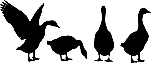 Goose silhouettes collection featuring farm bird poses isolated vector illustration duck poultry black shape set bundle © MstMinara