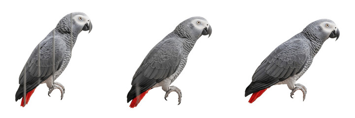 Obraz premium Set of African Grey parrot bird in various standing poses isolated on transparent png background oil paint