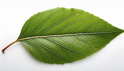 Obraz premium Green Leaf With Serrated Edges And Veins Plant Nature Isolated On A Transparent Background