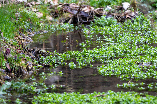 Petit &eacute;tang au coeur de la for&ecirc;t 