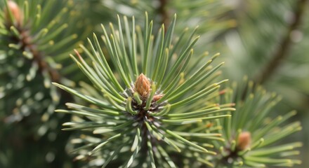 Close-up View of Pine Tree Branch with Green Needle Leaves and Buds