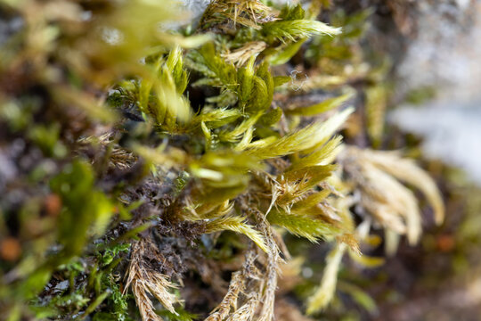 Photo de mousse (lychen) en macro, promenade en for&ecirc;t