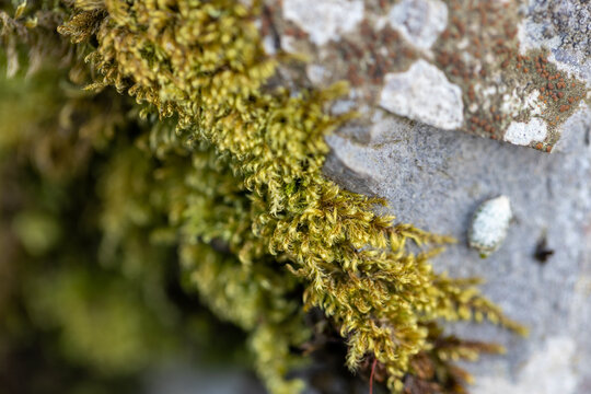Photo de mousse (lychen) en macro, promenade en for&ecirc;t