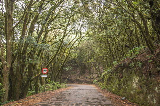 Sinuoso camino empedrado que atraviesa el denso bosque de laurisilva, rodeado de troncos cubiertos de musgo y vegetaci&oacute;n exhuberante en el coraz&oacute;n de La Gomera.