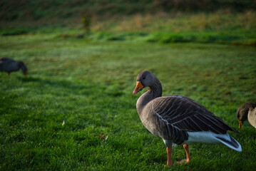 Obraz premium Greylag Goose in Mountains. A greylag goose in a mountain meadow landscape with sharp detail and beautiful natural setting. Perfect for wildlife, nature, and travel design projects highlighting birds 