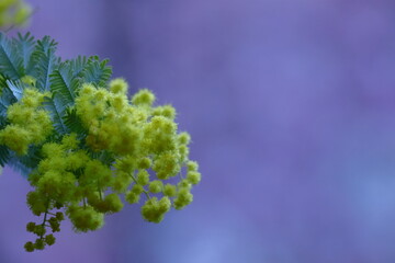 人の心を温かくする存在感