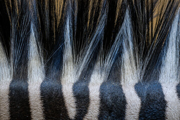 Detail of a Grévy’s zebra focusing on the mane on its neck. © lapis2380