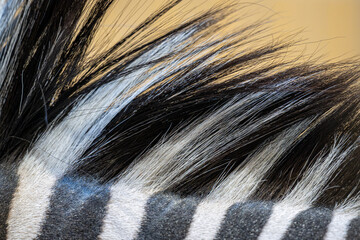 Detail of a Grévy’s zebra focusing on the mane on its neck. © lapis2380