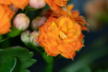 Fleur orange en macro, belles p&eacute;tales color&eacute;es 