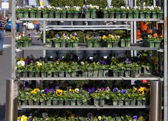 Pansies in pots displayed on metal shelves at a garden center