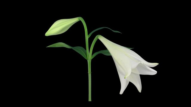 Time lapse of opening white Easter lily isolated on black background