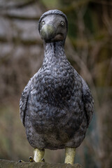 Figurine of the extinct dodo, displayed outdoors. © lapis2380