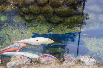 白川郷の美しい家 © rika_portrait