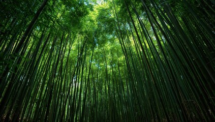 Thick bamboo thicket featuring vibrant shoots, showcasing organic designs, upright forms, and rich greenery. Ideal for nature, woodland, or tropical themes