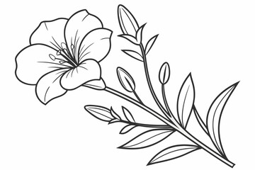 coloring page line art the callirhoe flower black vector