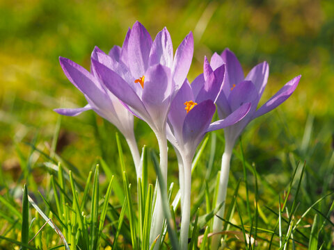 Lila Krokusse
