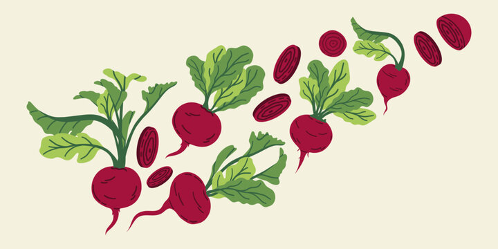 Vector illustration of an autumn beet harvest. Horizontal banner of purple beets.