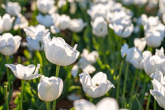 White Tulips