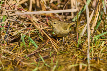 Obraz premium mosquitero común posado en el suelo del bosque (Phylloscopus collybita)​