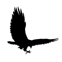 Fototapeta premium Detailed hand drawn bird american eagle black silhouette isolated on transparent background. Bird icon. Flat style bird sign. Vector PNG