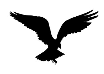 Obraz premium Detailed hand drawn bird american eagle black silhouette isolated on transparent background. Bird icon. Flat style bird sign. Vector PNG