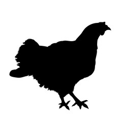Chicken bird black hand drawn silhouette isolated on transparent background. Vector PNG © boxerx