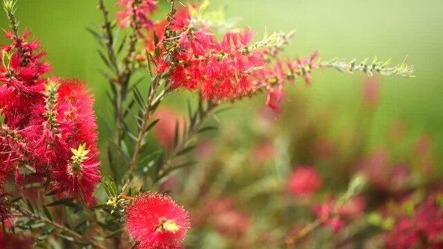 Callistemon citrinus red bottlebrush flower blooming in exotic garden, close up. Gardening, landscape design. Exotic bush growing on green grass background. Landscaping, flower bed, landscape design 