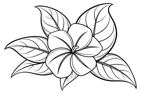 coloring page line art the vinca flower black vector