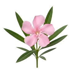 Fototapeta premium Oleander Flower Isolated on White Background – Pink Oleander Bloom Macro Botanical Floral Beauty High Resolution